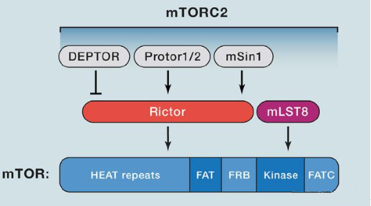 mTORC2的组成蛋白主要有Rictor、mSin1、mSLT8和Protor等