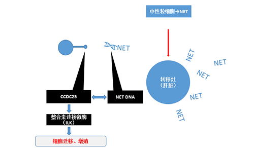 除了单纯的捕获，NET DNA与CCDC-25的结合还增强了癌细胞的侵袭行为，促进了癌症的肝转移。