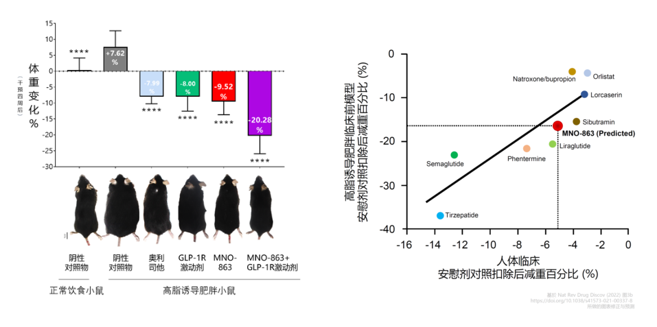 4周降低近10%体重！人生就是博助力慕恩生物MNO-863活菌生物药获批临床